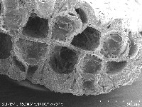 未知種五孔苔蟲藏品圖，第5張