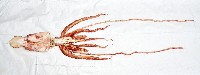大王魷魚藏品圖，第1張