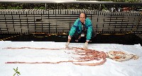 大王魷魚藏品圖，第2張