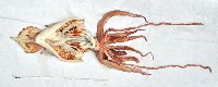 大王魷魚藏品圖，第3張