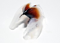 大王魷魚藏品圖，第5張