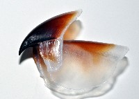 大王魷魚藏品圖，第6張