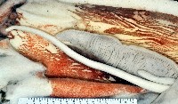 大王魷魚藏品圖，第7張