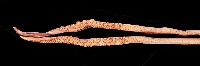 大王魷魚藏品圖，第10張