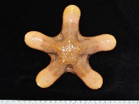 粒皮瘤海星藏品圖，第2張