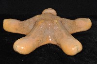 粒皮瘤海星藏品圖，第4張