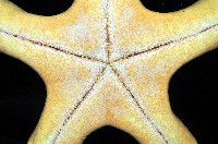 粒皮瘤海星藏品圖，第7張