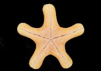 粒皮瘤海星藏品圖，第8張