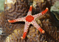 單鏈蛇星(珠鏈單鰓海星)藏品圖，第1張