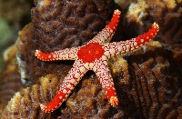 單鏈蛇星(珠鏈單鰓海星)藏品圖，第2張
