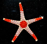 單鏈蛇星(珠鏈單鰓海星)藏品圖，第3張
