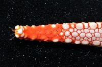 單鏈蛇星(珠鏈單鰓海星)藏品圖，第4張