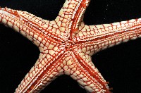 單鏈蛇星(珠鏈單鰓海星)藏品圖，第6張
