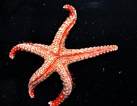 單鏈蛇星(珠鏈單鰓海星)藏品圖，第8張