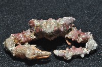蝕菱蟹之一種藏品圖，第3張