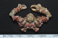 蝕菱蟹之一種藏品圖，第4張