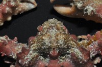 蝕菱蟹之一種藏品圖，第5張