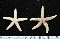 顆粒蛇海星藏品圖，第1張