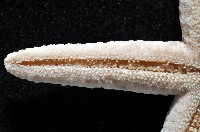 顆粒蛇海星藏品圖，第4張