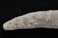 顆粒蛇海星藏品圖，第5張
