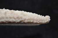 顆粒蛇海星藏品圖，第6張