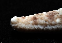 顆粒蛇海星藏品圖，第8張