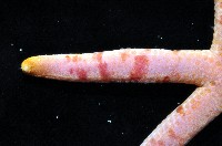 藍指海星藏品圖，第5張