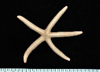 藍指海星藏品圖，第6張