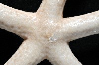 藍指海星藏品圖，第7張