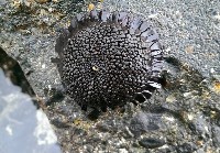 默氏笠海膽藏品圖，第2張
