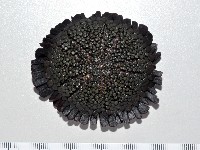 默氏笠海膽藏品圖，第3張