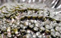 默氏笠海膽藏品圖，第6張