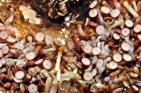 默氏笠海膽藏品圖，第8張