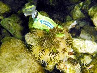 斑蘑海膽藏品圖，第1張