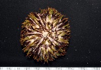 斑蘑海膽藏品圖，第2張