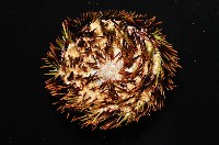斑蘑海膽藏品圖，第3張