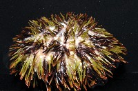 斑蘑海膽藏品圖，第4張