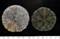 盾形網溝海膽藏品圖，第2張