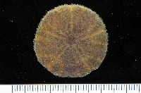 盾形網溝海膽藏品圖，第3張