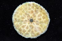 盾形網溝海膽藏品圖，第5張
