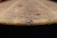 盾形網溝海膽藏品圖，第7張