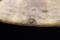 盾形網溝海膽藏品圖，第8張