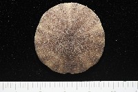 盾形網溝海膽藏品圖，第9張