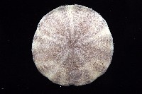 盾形網溝海膽藏品圖，第11張