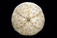 盾形網溝海膽藏品圖，第12張