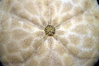 盾形網溝海膽藏品圖，第13張