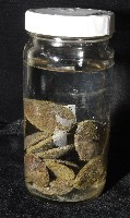 盾形網溝海膽藏品圖，第14張