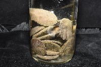 盾形網溝海膽藏品圖，第15張