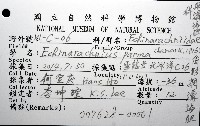盾形網溝海膽藏品圖，第16張