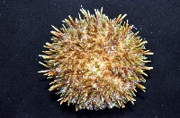 蒼白球海膽藏品圖，第2張